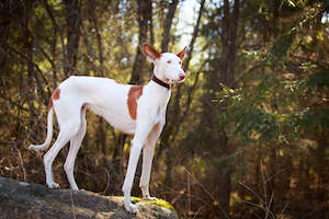 Ibizan Hound